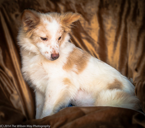 Foster Amber-8835