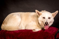Foster Apache-0539