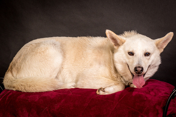 Foster Apache-0539