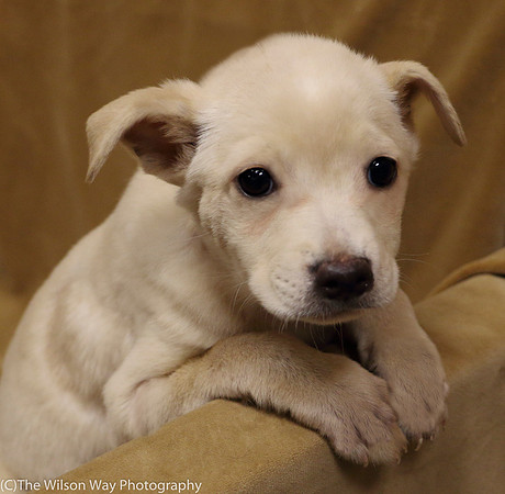 Foster Signey-0253