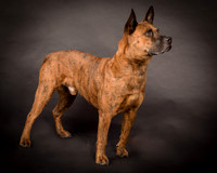 Foster Beans-2238