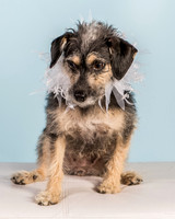 Foster Triscuit-5484