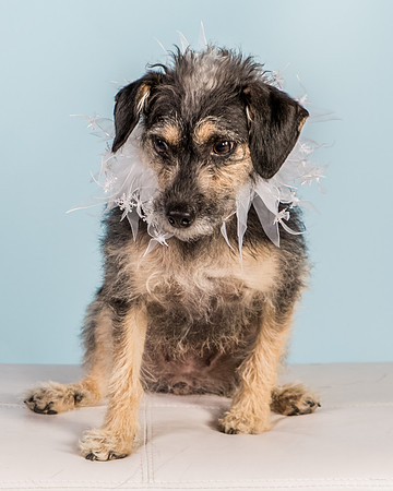 Foster Triscuit-5484