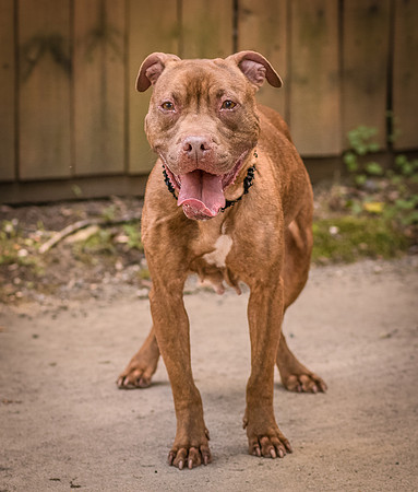 Foster Coco-8353