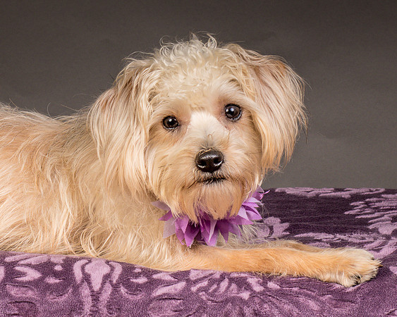 Foster Henrietta-8549