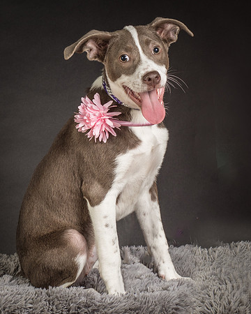 Foster Ari-8586