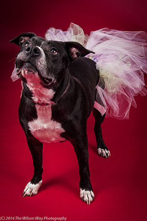 Molly-5768