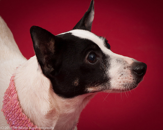 Sweet Pea-5919