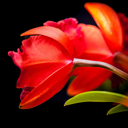 flowers-9176