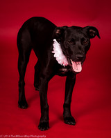 Carlee-6390