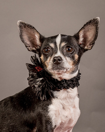 Foster Justice-4706