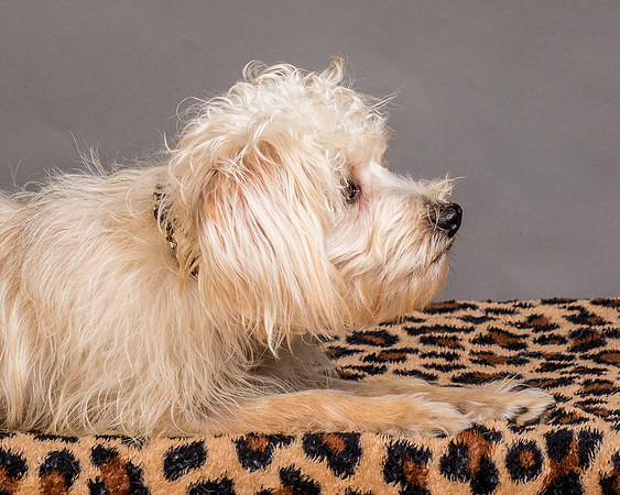 Foster Henrietta-8586