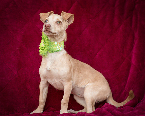 Foster Beatriz-7734