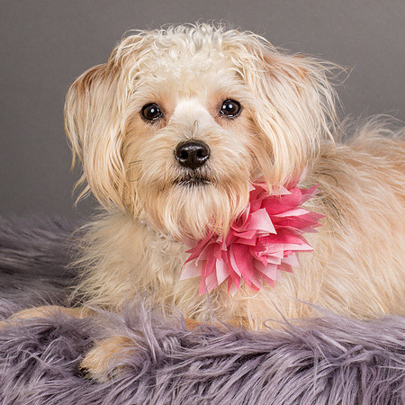 Foster Henrietta-8713