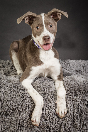 Foster Ari-8546