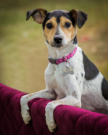 Foster Buffy-5516