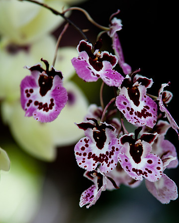 flowers-8906