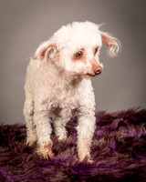 Foster Jacobi-8291