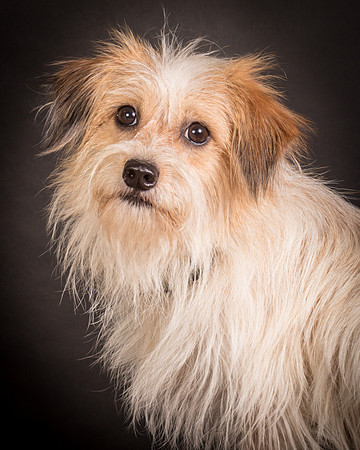 Foster Tiny-1408