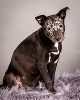 GCSPCA - Foster Kendall