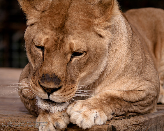 Suzies Pride-2420