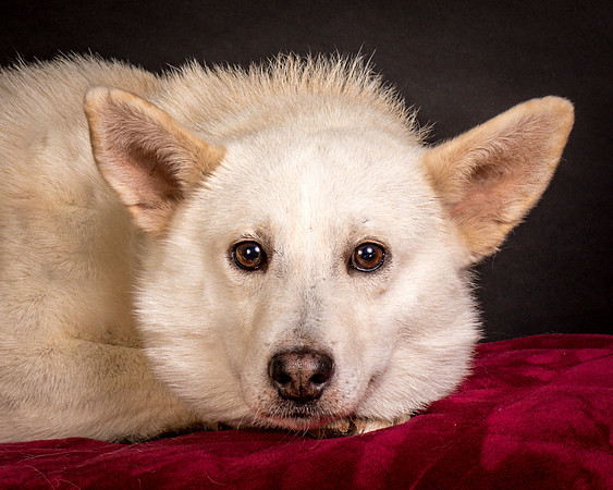 Foster Apache-0551