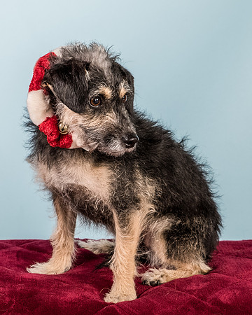 Foster Triscuit-5517