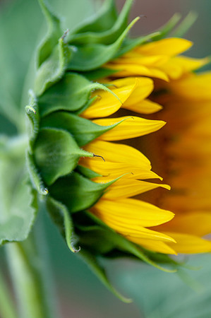 sunflowers-2046
