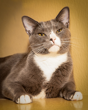 Foster Mittens-9522