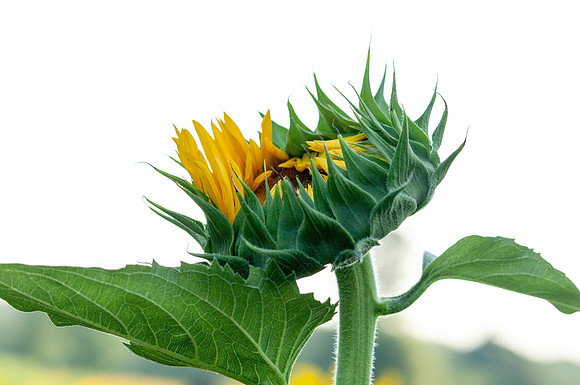 sunflowers-2006