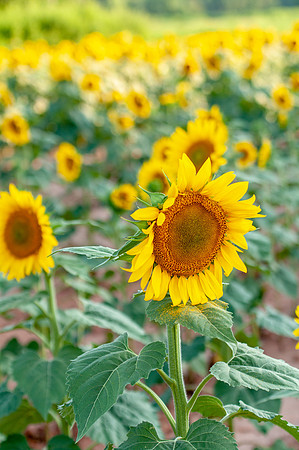 sunflowers-2090