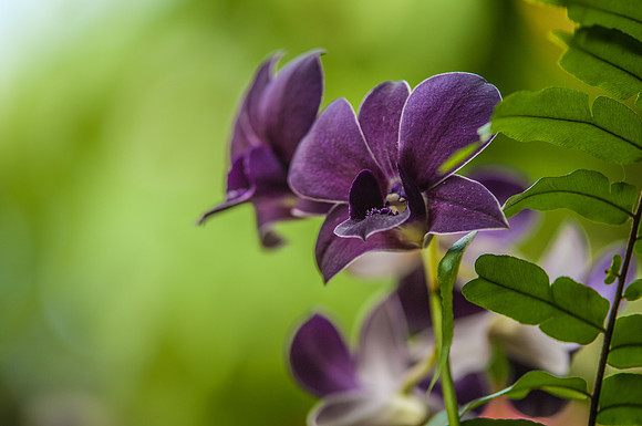 flowers-9208