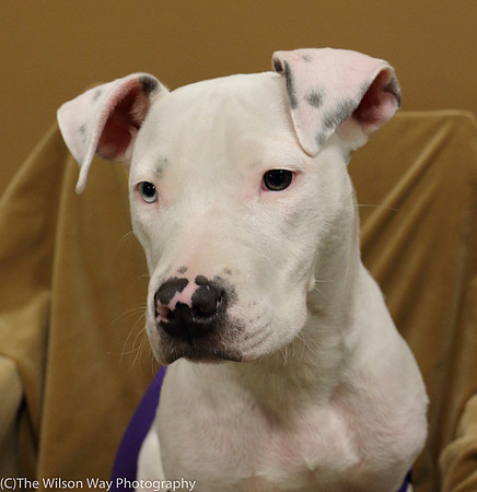 Foster Curt-0597