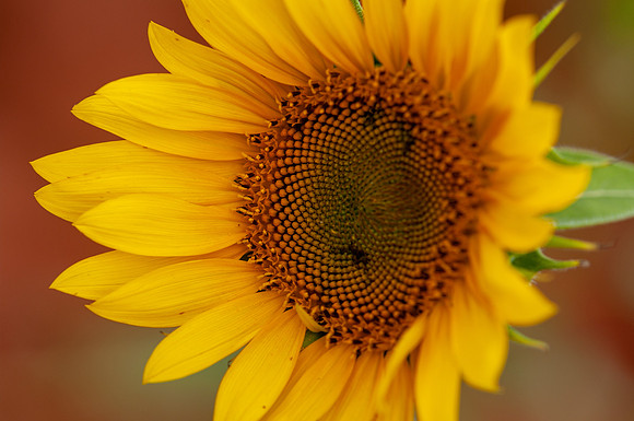 sunflowers-8373