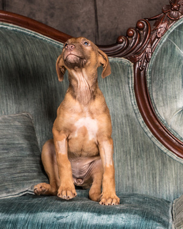 Foster Bronwyn-8267