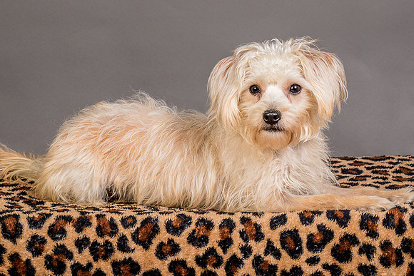 Foster Henrietta-8598