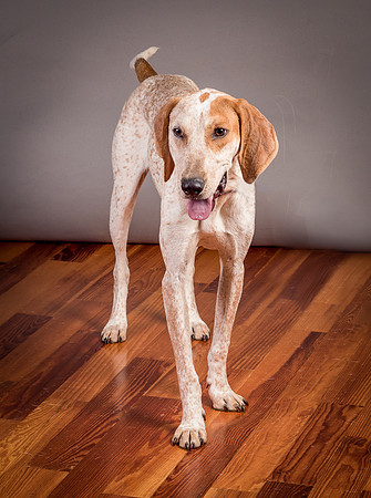 Foster Memphis-3116
