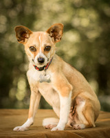 Foster Charisma-7083