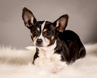 Foster Justice-4581