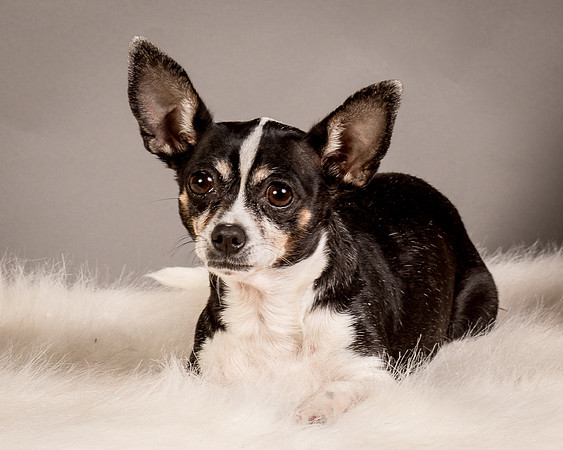 Foster Justice-4581