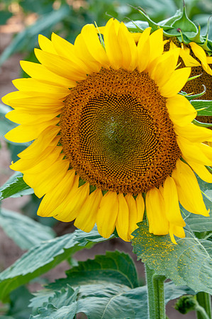 sunflowers-1959