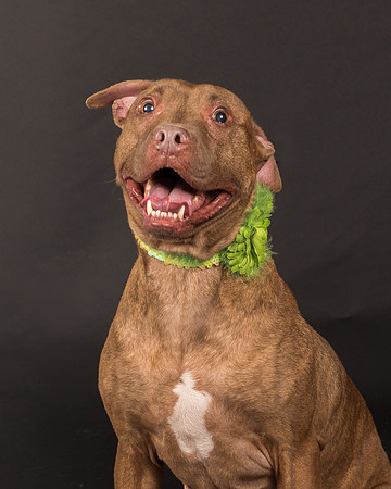 Foster Coco-2020