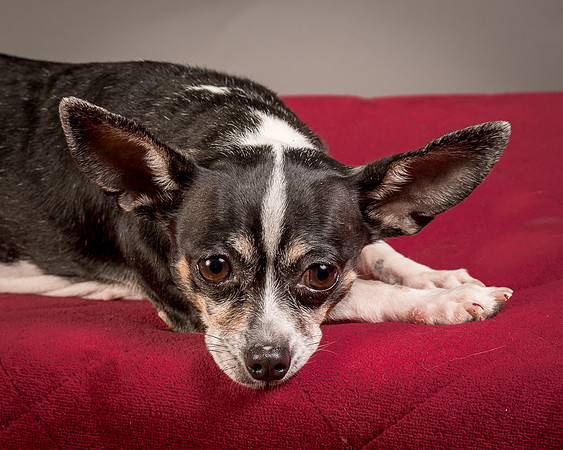 Foster Justice-4658