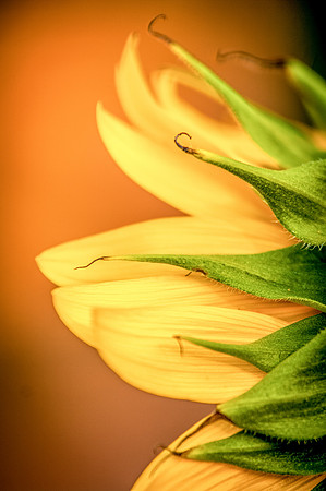 sunflowers-2069