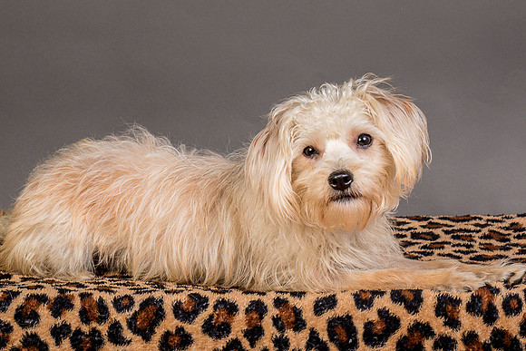 Foster Henrietta-8566