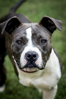 Foster Maya-0227