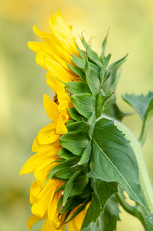 sunflowers-2059