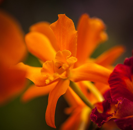 flowers-9187