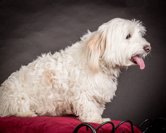 Foster Frosty-0570