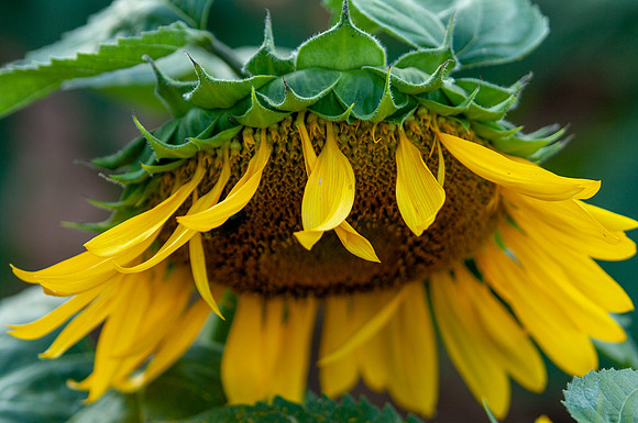 sunflowers-2021